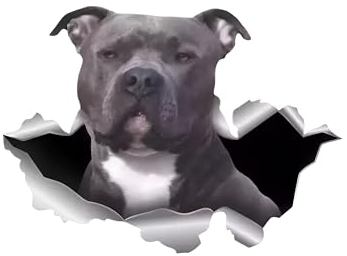 Autoaufkleber Pit Bull Terrier Aufkleber 15cm(5.9 Inch) Pit Bull Terrier Reflektierende Aufkleber 3D Zerrissen Autoaufkleber Pit Bull Terrier Car Sticker Hund Personalisieren Lustig Dekor für Laptops