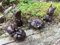 London Ornaments Set Of 4 Bronze Effect Cute Mice (B)