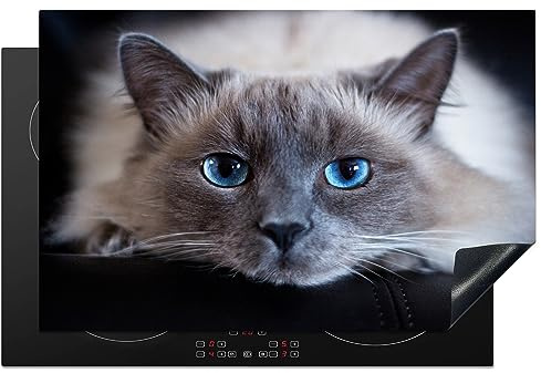 MuchoWow© Herdabdeckplatte Ceranfeld Spritzschutz Küche Katze