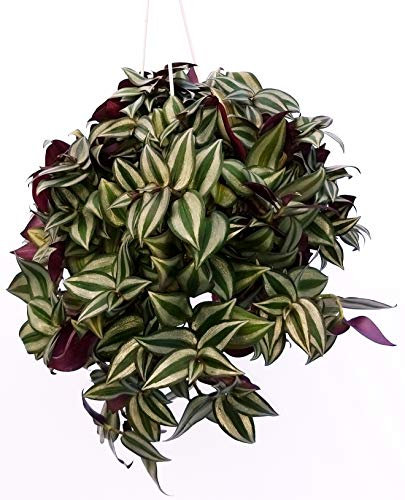 POWERS TO FLOWERS - TRADESCANTIA ZEBRINA XXL BASKET, pianta vera