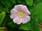 Gebirgs-Rose Rosa pendulina Pflanze 5-10cm Alpenheckenrose Hängefrucht-Rose