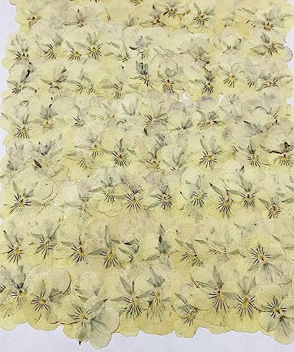 HANDI-KAFU 12 pcs Light Yellow Viola Real Natural Dried Pressed Flowers for Resin Art Craft DIY