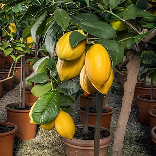 Pianta di Cedro Diamante in vaso o fitocella