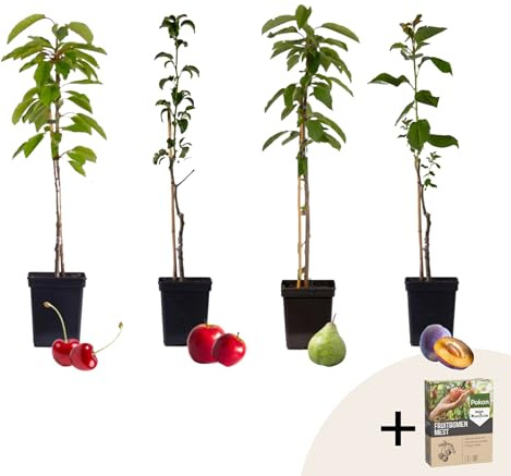 Plant in a Box - Obstbäume - 4er Set - Kirsch-, Birnen-, Apfel-, Pflaumenbaum - Höhe 60-70cm - Topf 9cm - Winterharte Obstbäume für Balkon & Garten – Blühend & ertragreich