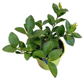 Citrus Aurantiifolia Natural – Árbol de Lima Grande de 1m con Frutas Frescas