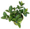 Citrus Aurantiifolia Natural – Árbol de Lima Grande de 1m con Frutas Frescas