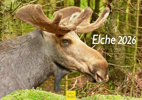 Edition Seidel Premium Kalender Elche 2026 Format DIN A3 Wandkalender Tierkalender Skandinavien Wildtiere Waldtiere Elch Kuh Hirsch Kalb