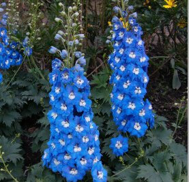 SEMI Delphinium Una varietà di colori dei fiori semi- GIGANTE - Delphinium Cultorum fiore pianta semi giardino W22 blu Delphinium