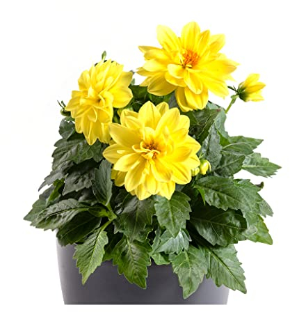 Dahlia Imagine Power Yellow - 3 Established Plants in 9cm pots - Dazzling Dahlias Vibrant Bedding Plants. Ready for pots or Hanging Baskets Plants Online.Summer Garden