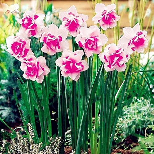 Narzissen Zwiebeln, Exotisch, Blumenzwiebel Mix, Hausgarten, Lebende Pflanzen, Seltene Pflanze, Mehrjährige Blumenzwiebel ist winterhart Pflanzen Zwiebeln SchneeglöCkchen, 4zwiebeln-B