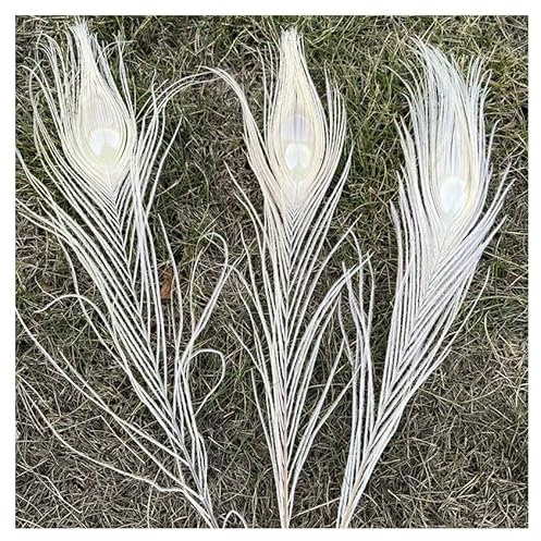 GreatRise 25-30cm Pfauenfedern Natürliche Pfau Federn Federn für Vase Pfau Schwanzfedern Schöne Heckaugenfedern Heimdekoration für DIY Bastelarbeiten Blumenvase Kappe Brautkostüm Weiß 25-30cm*10 Stück