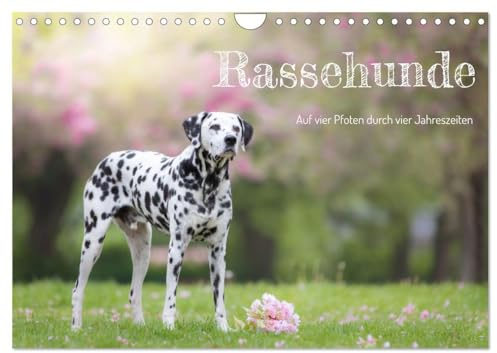 Auf vier Pfoten durch vier Jahreszeiten - Rassehunde (Wandkalender 2025 DIN A4 quer), CALVENDO Monatskalender: Draußen mit dem vierbeinigen Freund (CALVENDO Tiere)