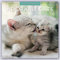 Adorable Cats – Liebenswerte Katzen 2024 – 16-Monatskalender: Original Red Robin Publishing Ltd-Kalender [Mehrsprachig] [Kalender] (Wall-Kalender)