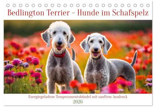 Bedlington Terrier - Hunde im Schafspelz (Tischkalender 2026 DIN A5 quer), CALVENDO Monatskalender: Energiegeladene Temperamentsbündel mit sanftem Ausdruck (CALVENDO Tiere)