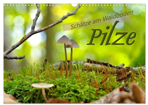 Pilze - Schätze am Waldboden (Wandkalender 2026 DIN A3 quer), CALVENDO Monatskalender: Pilze - Begleiter durch den bunten Herbst (CALVENDO Natur)