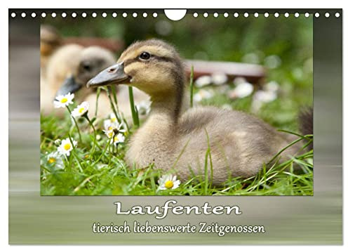 Laufenten - tierisch liebenswerte Zeitgenossen (Wandkalender 2026 DIN A4 quer), CALVENDO Monatskalender: Ein Muss für jeden Laufentenliebhaber! (CALVENDO Tiere)