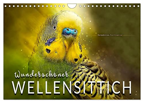 Wunderschöner Wellensittich (Wandkalender 2026 DIN A4 quer), CALVENDO Monatskalender: Eindrucksvolle Bilder der beliebten Vögel. (CALVENDO Tiere)