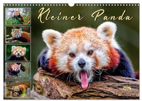Kleiner Panda (Wandkalender 2026 DIN A3 quer), CALVENDO Monatskalender: Eindrucksvolle Bilder eines wunderschönen Tieres. (CALVENDO Tiere)