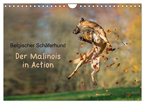 Belgischer Schäferhund - Der Malinois in Action (Wandkalender 2026 DIN A4 quer), CALVENDO Monatskalender: Der Kalender für Malinois-Freunde (CALVENDO Tiere)
