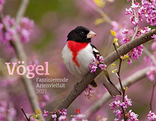 Vögel - Faszinierende Artenvielfalt Kalender 2021