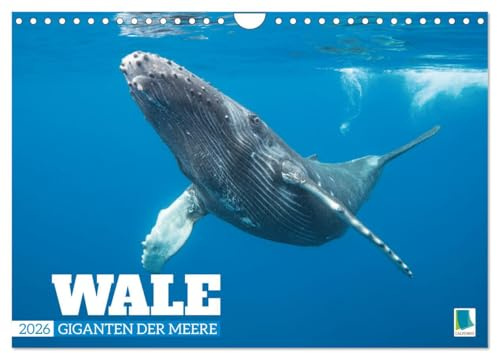 Wale: Giganten der Meere (Wandkalender 2026 DIN A4 quer), CALVENDO Monatskalender: Pottwahl, Schwertwal, Buckelwal: In den Tiefen der Ozeane (CALVENDO Tiere)