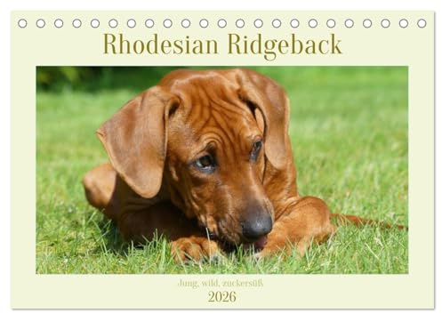 Rhodesian Ridgeback - Jung, wild, zuckersüß (Tischkalender 2026 DIN A5 quer), CALVENDO Monatskalender: Faszination Ridgeback - junge Energiebündel (CALVENDO Tiere)