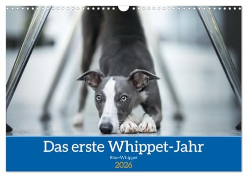 Das erste Whippet-Jahr (Wandkalender 2026 DIN A3 quer), CALVENDO Monatskalender: 12 Monate bildlich dokumentiert (CALVENDO Tiere)