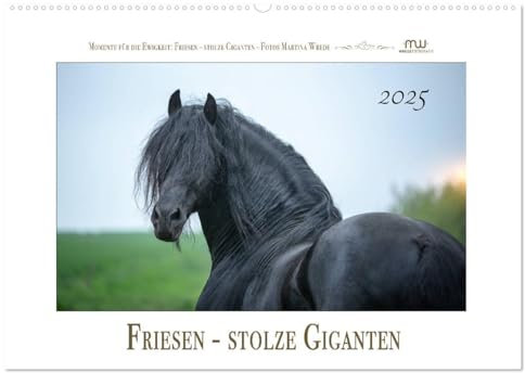 Friesen - stolze Giganten (Wandkalender 2025 DIN A2 quer), CALVENDO Monatskalender