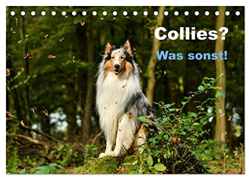 Collies? Was sonst! (Tischkalender 2026 DIN A5 quer), CALVENDO Monatskalender: Wundervolle Fotografien einer tollen Hunderasse: Der Collie. (CALVENDO Tiere)