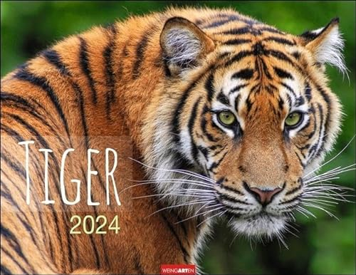Tiger Kalender 2024. Die majestätischen Großkatzen in einem großen Wand-Kalender. Hochwertiger Fotokalender mit Porträts der verschiedenen Tigerarten. 44x34 cm Querformat