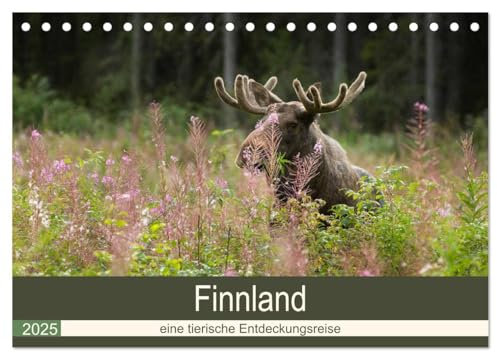 Finnland: eine tierische Entdeckungsreise (Tischkalender 2025 DIN A5 quer), CALVENDO Monatskalender: Tierfotografien aus finnisch Lappland und Nordkarelien (CALVENDO Tiere)