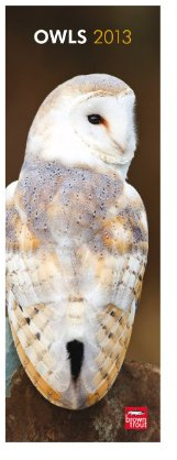 Owls 2013: Eulen (Slimline-Kalender)
