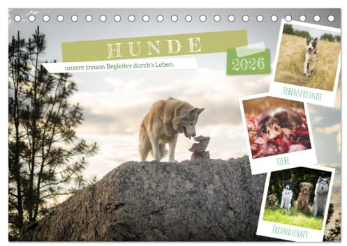 Hunde, unsere treuen Begleiter durch's Leben. (Tischkalender 2026 DIN A5 quer), CALVENDO Monatskalender: Hunde unsere täglichen Begleiter und Freunde auf 4 Pfoten! (CALVENDO Tiere)