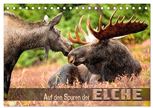 Auf den Spuren der Elche (Tischkalender 2026 DIN A5 quer), CALVENDO Monatskalender: Beeindruckende Bilder wildlebender Elche verschiedener Territorien (CALVENDO Tiere)