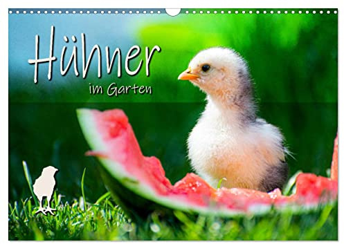 Hühner im Garten (Wandkalender 2026 DIN A3 quer), CALVENDO Monatskalender: Fotografien von Haushühnern (CALVENDO Tiere)