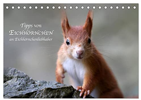 Tipps von Eichhörnchen an Eichhörnchenliebhaber (Tischkalender 2026 DIN A5 quer), CALVENDO Monatskalender: Bilder mit tollen Sprüchen von Eichhörnchen. (CALVENDO Tiere)