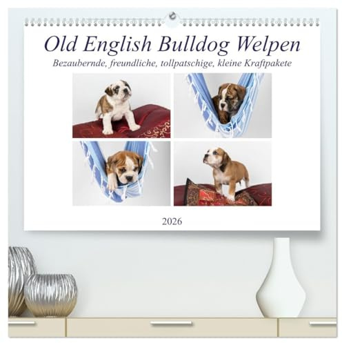 Old English Bulldog Welpen (hochwertiger Premium Wandkalender 2026 DIN A2 quer), Kunstdruck in Hochglanz: Kleine bezaubernde Kraftpakete (CALVENDO Tiere)
