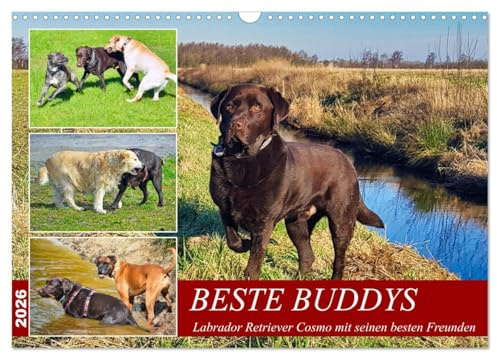 Beste Buddys (Wandkalender 2026 DIN A3 quer), CALVENDO Monatskalender