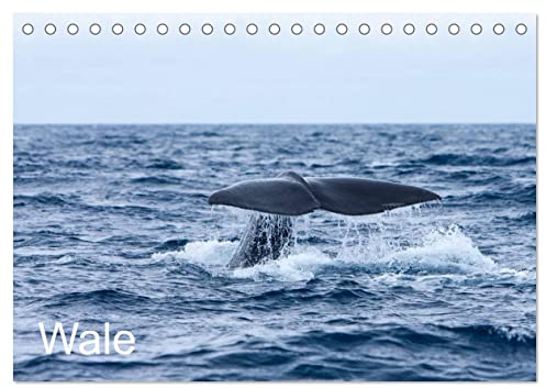 Wale (Tischkalender 2024 DIN A5 quer), CALVENDO Monatskalender: Ein Kalender mit Bildern der größten Tiere unseres Planeten, aufgenommen vor den Azoren und im Nordatlantik. (CALVENDO Orte)
