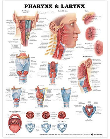 Anatomieposter: Pharynx and Larynx (englische Version)