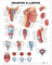 Anatomieposter: Pharynx and Larynx (englische Version)