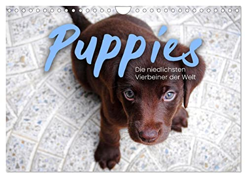 Puppies - Die niedlichsten Vierbeiner der Welt. (Wandkalender 2026 DIN A4 quer), CALVENDO Monatskalender: Zum Vernaschen. (CALVENDO Tiere)