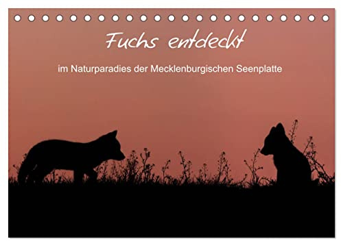 Fuchs entdeckt - im Naturparadies der Mecklenburgischen Seenplatte (Tischkalender 2026 DIN A5 quer), CALVENDO Monatskalender: Füchse beobachtet an der Mecklenburgischen Seenplatte (CALVENDO Tiere)