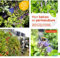 Mon balcon en permaculture: légumes, fruits, aromatiques, plantes sauvages comestibles