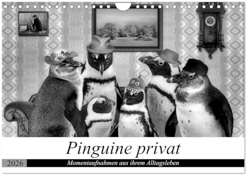 Pinguine privat (Wandkalender 2026 DIN A4 quer), CALVENDO Monatskalender: Momentaufnahmen aus ihrem Alltag (CALVENDO Spass)
