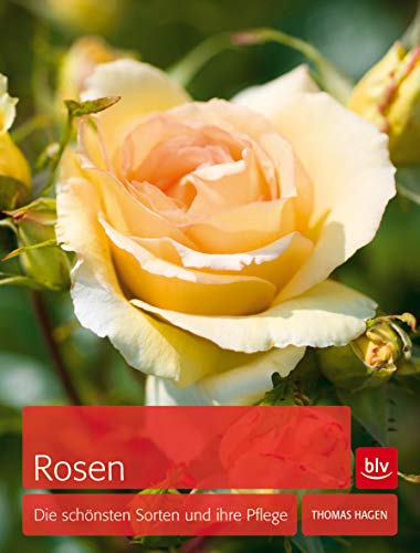 Rosen: Die schönsten Sorten und ihre Pflege (BLV Pflanzenpraxis)