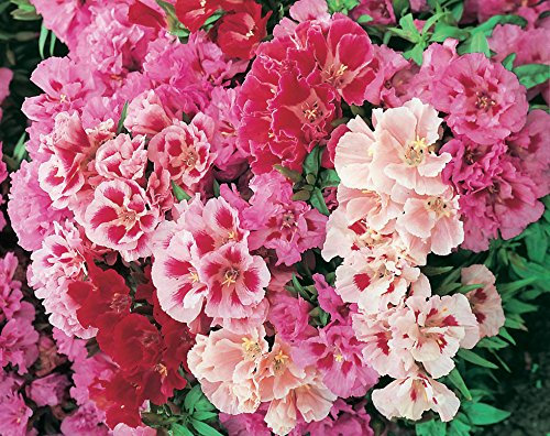 GODETIA A FIOR DI AZALEA MISCUGLIO NR.200 SEMI