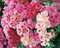 GODETIA A FIOR DI AZALEA MISCUGLIO NR.200 SEMI