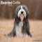 Bearded Collie 2024 - 16-Monatskalender: Original Avonside-Kalender [Mehrsprachig] [Kalender] (Wall-Kalender)