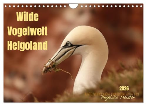 Wilde Vogelwelt Helgoland (Wandkalender 2026 DIN A4 quer), CALVENDO Monatskalender: Auf der Insel Helgoland lassen sich zahlreiche und seltene Vogelarten wunderbar beobachten. (CALVENDO Orte)